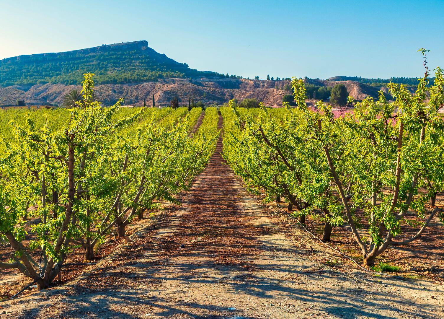 Fruit orchard in Cieza, Murcia.