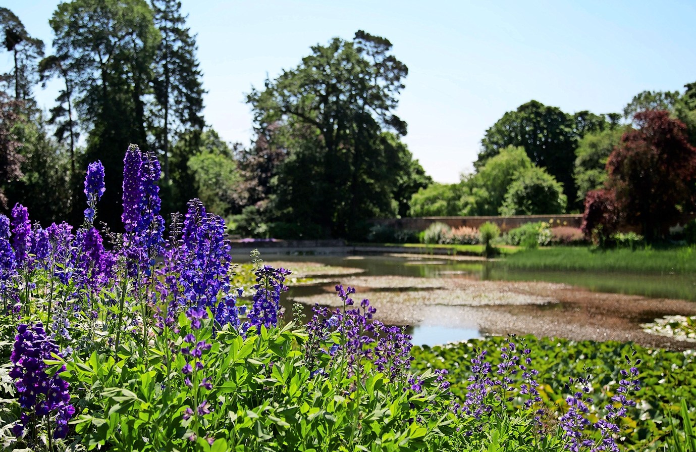 Purple flowers in front of a pond at Upton House, a National Trust property in Warwickshire.